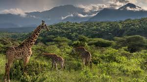 Arusha Image 2